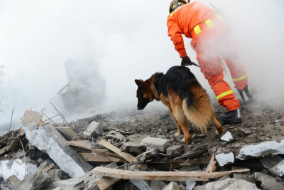 Specialty Detection K-9s